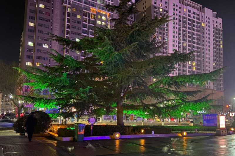 十多年前，在这颗树下第一次练习轮滑，摔了又摔