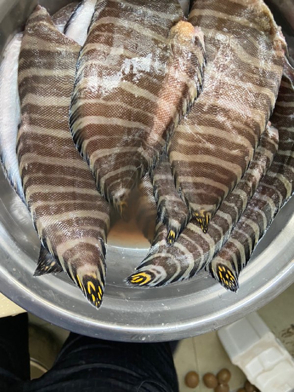 看这些鱼 感觉被精神控制了